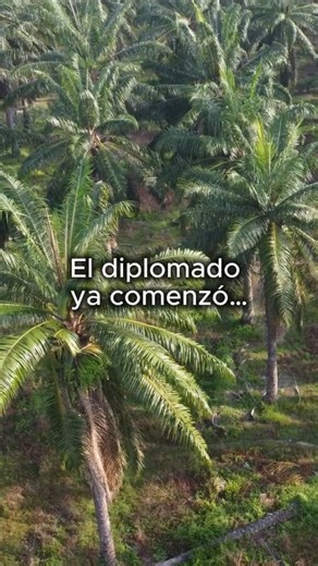 DEA_FAGROLUZ | Cursos | Diplomados | Talleres on Instagram: "El Diplomado en Manejo Integral del Cultivo de la Palma Aceitera ya comenzó… y todavía estás a tiempo de incorporarte. Una formación especializada, con 4 módulos, modalidad mixta (60 % virtual y 40 % presencial), diseñada para quienes necesitan actualizar criterios técnicos y productivos en un cultivo clave para el sector agrícola. Las clases ya están en desarrollo y los cupos son limitados. No dejes pasar esta oportunidad de sumarte a