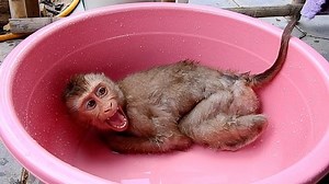 10K views · 623 reactions | Jessi Drama To Ask Mom For Comforting. | Monkey Jessi | Facebook