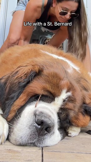 saint.in.the.city (@saint.in.the.city) - Looney Tunes Saint Bernard and Corgi Teacup Beethoven Dog Breed TikTok Compilation