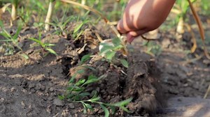 Garlic is dug out of the ground with a shovel. Growing garlic. Collection of garlic. Agricultural work, harvesting. Dig the garlic out of the soil in the garden. Farmer woman digs. Close-up shot.