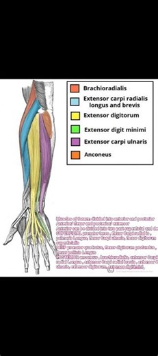 muscles of forarm