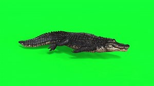 3d Illustration of Alligator swimming animation on green screen. this video has an alpha channel also it is Realtime.