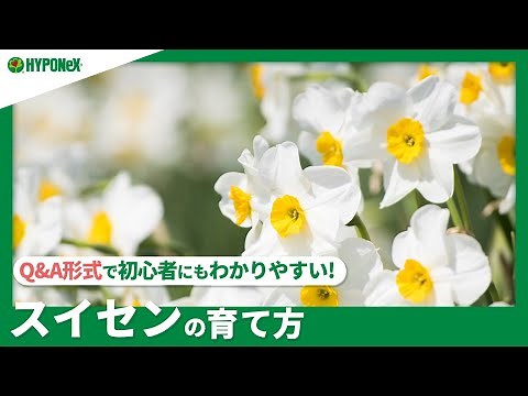 ☘130: How to grow daffodils | How to make them bloom beautifully? Daily care such as watering and...