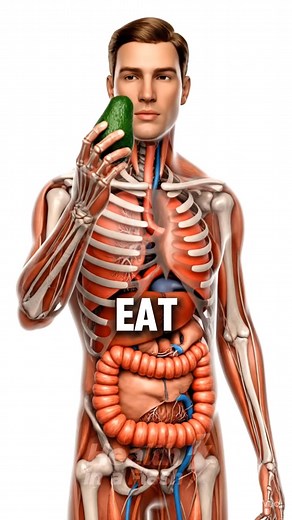 23K views · 639 reactions | Do Not Eat Avocado Every Day Until You Watch This! #health #healthylifestyle #healthtips #nutritiontips #nutritionfacts The content on this page is for informational purposes only and not intended to diagnose, treat, or cure any medical condition or be considered medical advice from our side. Consult a physician / medical professional if you need health advice. | Health in a Flash | Facebook