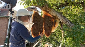 15K views · 372 reactions | It's uncommon for bees to build their...