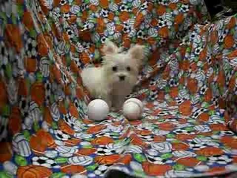Smallest Adult Dog in the world! Micro Tiny Teacup MaltiPoo