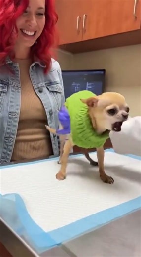 Chihuahua Vet Funny Dramatic Crying 😂🐶 | Tiny Dog Drama