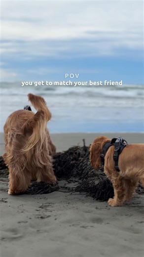 1.3K views | With 582 5-star reviews, it’s easy to see why our Adventure Harness is loved by so many dogs (and their parents).  It’s got a handy booster handle for lifting your pup in and out of the car (or over those big trail rocks), lightweight mesh that dries fast after swims or muddy walks, and front and back clips so you can switch up your lead for training or easy strolls. Read reviews and get yours now!  | Arctic Sammy | Facebook