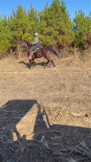 Single-footing Horse!! | Johnthan Banks