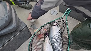 5.2K views · 49 reactions | Yes! Sunshine and Coho! | Salmon Trout Steelheader | Facebook