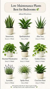 Low Maintenance Plants Best for Bedrooms 🌿