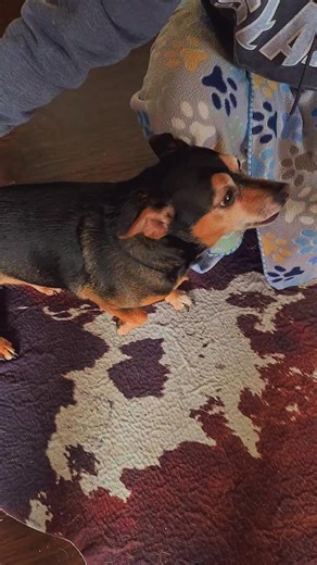 PETHROOM Healing Brush — a gentle, effective grooming brush that reduces shedding while soothing your dog or cat’s skin, turning cleanup into a calming care ritual. #PETHROOM #PetGrooming #SheddingCare #HappyPets #dogs