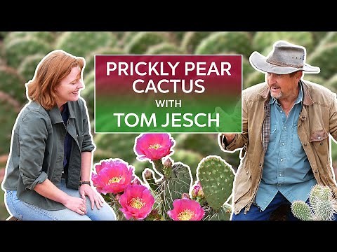 Prickly Pear Opuntia with Cactus Expert Tom Jesch