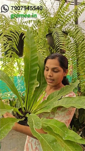 Birds nest fern for your garden📩 DM ‘BIRD’ to order WhatsApp 7907945540 #buyplants