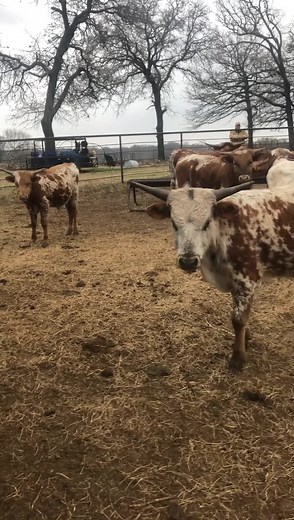 Roping cattle Sale April 3rd Noon Ada, OK Fresh set of longhorn heifers and steers ready to rope. Come check them out all cattle will Be at the barn by Friday at noon! If you have any questions call Kolt Kelly 580-475-1650 | SOLA - Southern Oklahoma Livestock Auction