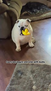 Every day it’s the same thing. Oh Augie & Gigi… | Augie Doggy’s Place