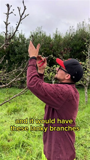 This apple tree is the after math of heavy pruning each year. 🍏🍎 💯 #grow #fruit #apple #tree #growing @Matthew Cendejas