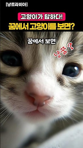꿈에서 고양이를 보면 길몽일까? 고양이 꿈 해몽 정리 | [고양이가 답하다]Q.101 #고양이 #지식