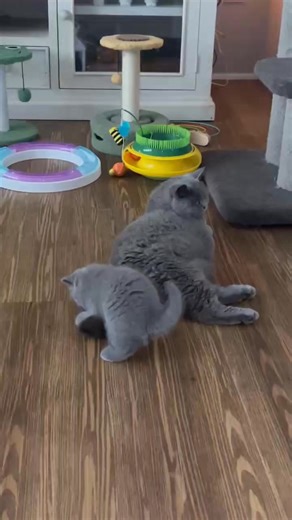 The best toys are the free ones, love that the kitten wants to return the favour and give mum a bath for a change. Watch to the end she sits on mums tail lol pins it down just like mum does to them 🤣🤣 #britishshorthair #britishshorthaircat #britishshorthairkitten #britishshorthairlovers #cat #catoftheday #catsofinstagram #catbreeder #britishshorthairlovers #britishshorthairsworldwide #CatLover #catstagram #kitten #kittens #kitty #breeder #kittenlife #catlovers | Tubby British Shorthairs