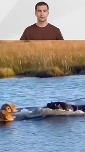Lion vs Hippo #lion #hippo #viral #fyp | Jester King