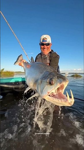 ड्रेकुला मछली | amazing facts about payara (vampire) fish #fish #payara #shorts