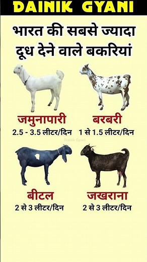 भारत की सबसे ज्यादा दूध देने वाली बकरियां/The highest milk-yielding goat breeds of India#dainikgyani