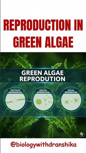 Reproduction in Green Algae 🌿🧫 #greenalgae #vegetative #asexual #reproduction #neetpreparation