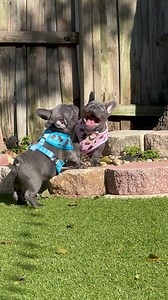 1.9K views · 10K reactions | Poppy is the perfect example on how goofy these dogs really are  | 813 Frenchies | Facebook