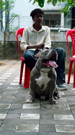 ഇവൻ എന്റെ മുത്താണ്😍❤️🥰#shorts #viralshorts #americanbully #petlover
