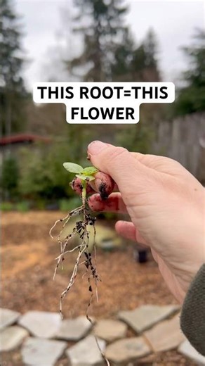 From Root to Bloom 🤯 The Secret Behind Hollyhocks