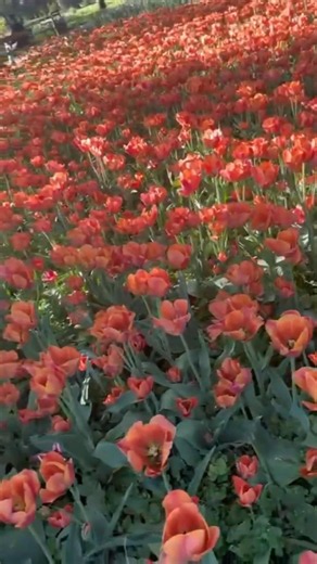 beautiful tulips flowers 🌸#flowers #beautifulflowers #nature#rankshorts #rankpush