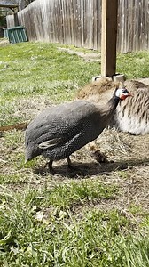 Hi Phil! Phil is our Helmeted Guineafowl, a species of game bird native to Africa. Guineafowl are known for having a diet that is in large part made up of ticks, helping to prevent the spread of Lyme disease! Phil can be found in our Australian Walkabout, and is most often seen hanging out with his best friend Ringo the Wallaroo. | Wildlife Safari