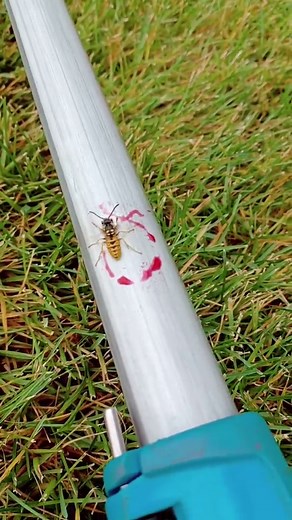 I need answers! I've never seen this behaviour in a wasp before, even after being subject to pesticide.#wasp #bugs #insects #pestcontrol #strange #weird #odd #pest #autumn #help #entomology