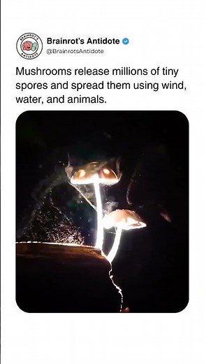 How Mushrooms Spread Their Spores