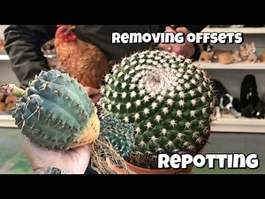 How to repot a big cactus | How to remove cactus pups offsets offshoots | Cactus shopping | Sept2020
