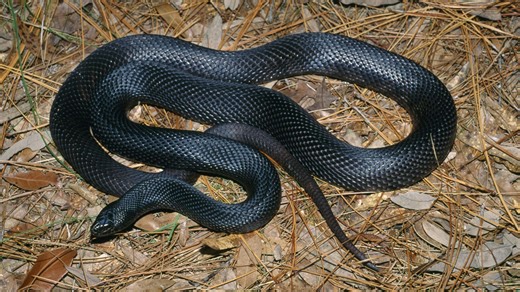 States and landowners are key to recovering rare species. Stop penalizing them.