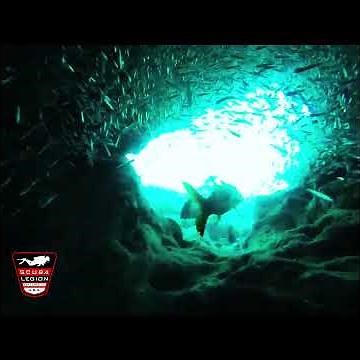 Exploring French Reef in Key Largo, Florida