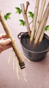 TECHNIQUE TO ROOT ANY BRANCH (Only 1 ingredient) | Beautiful Homes & Gardens
