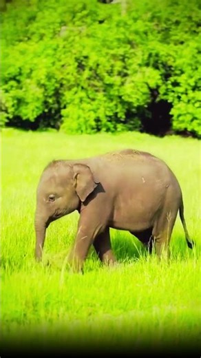 Unbelievable Elephant Rescue Caught on Camera! #elephantconservation #wildliferescue #fypシ゚viral