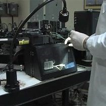 Video: A Quantitative Assay for Insulin-expressing Colony-forming Progenitors