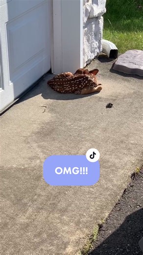 Adorable Baby Fawn Found in Garage - Heartwarming Encounter!