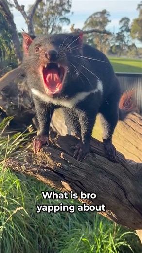 This Animal Screech Is Terrifying… But Also Funny 😳😂