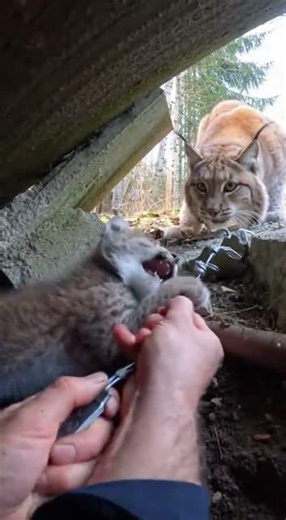 Hands Twisting Wire in a Tight Rocky Rubble Corner