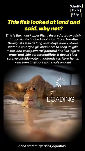 The Fish that literally walks on land 🤯 #science #nature #wildlife
