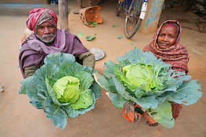 1.8M views · 22K reactions | FISH SHAPE CABBAGE CURRY | very unique style farm fresh cabbage fish recipe eating by my grandmother and grandfather | | Indian tribe food | Facebook