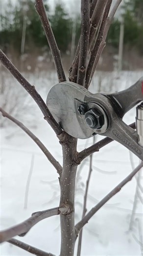 HOW TO PRUN AN APPLE TREE #pruning #garden #appletree