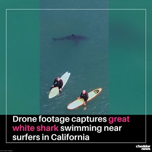 10K views · 37 reactions | Surf 'n' shark! Incredible drone footage by photographer Kevin Christopherson captured the thrilling moment a great white shark swam dangerously close to surfers in San Onofre, California earlier this month. Both the shark and the surfers seem to have kept their cool, equally unbothered to be sharing waves. #California | Cheddar Gadgets | Facebook