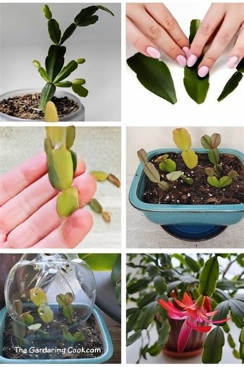 45K views · 147 reactions | How to propagate Christmas cactus just by a single cutting. Read here: https://mideas.co/fEeCG | Plant & Garden Lovers | Facebook