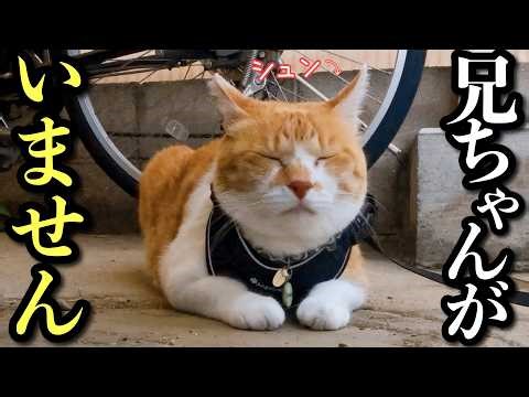 Cat Realizes Too Late That His Brother Went Away on a Trip