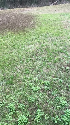 🔥🔥 NEW SPICY BOWL ALERT 🔥🔥 Flavorable Flavors by Ash just dropped a NEW spicy bowl and I think I’m calling this one “The Flavor Combo” 😮‍🔥 FULLY LOADED with 🍗 Chicken 🦞 Crawfish 🍤 AND YES… SHRIMP!! You heard me right! These are PREORDER ONLY and I’ll be starting taking orders next weekend for these.⏰ Clock it baby!!! Hands down the BEST spicy bowls around and I stand on that 💪🏽🔥 Don’t miss out — you already know what to do 👀💯@highlight #fypシ゚viralシ #explorepage #exploremore #taxpro